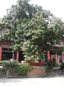 华藏寺里的荔枝树寄托着家乡人对苏东坡的思念之情。.jpg