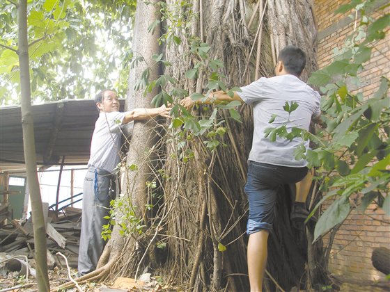 要4个人才能抱住青龙镇的古银杏。.jpg